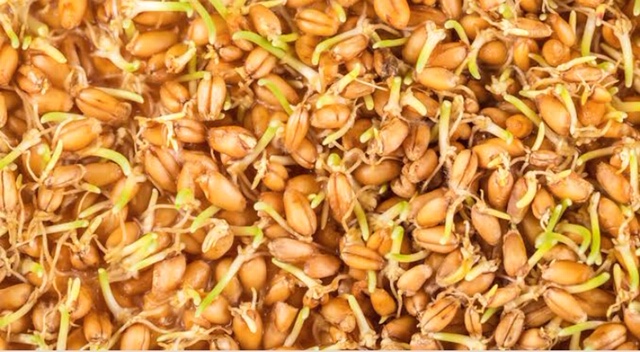 Germe de blé 340 g - Grain de spécialité